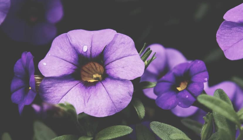 Unauth title pFgPFCaf